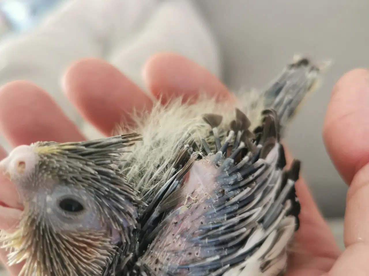 Billede 1 - Nymfeparakit unger tamme sælges 