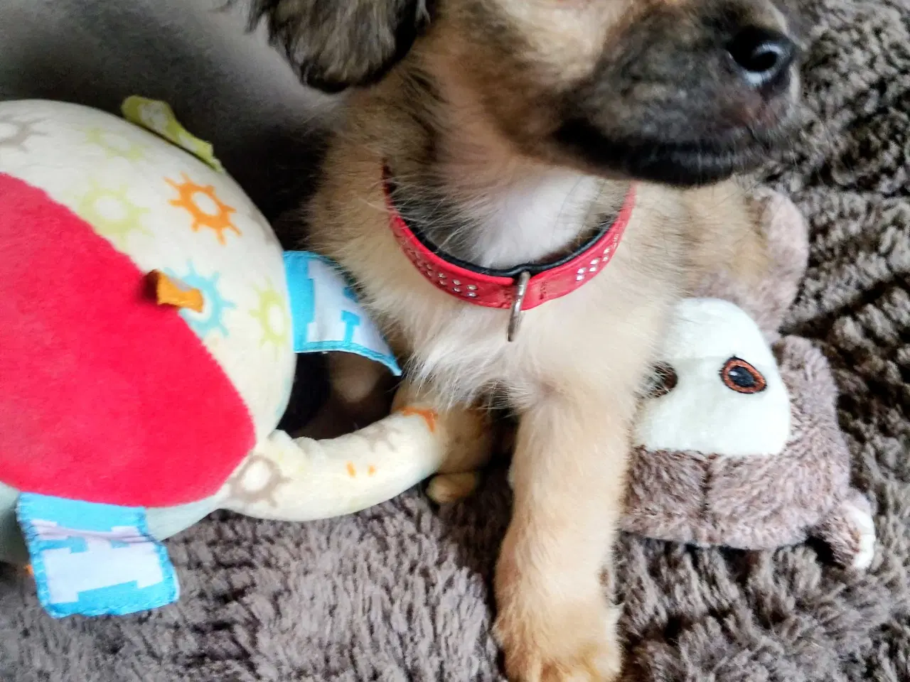 Billede 13 - Dejlige små race blandings hvalpe