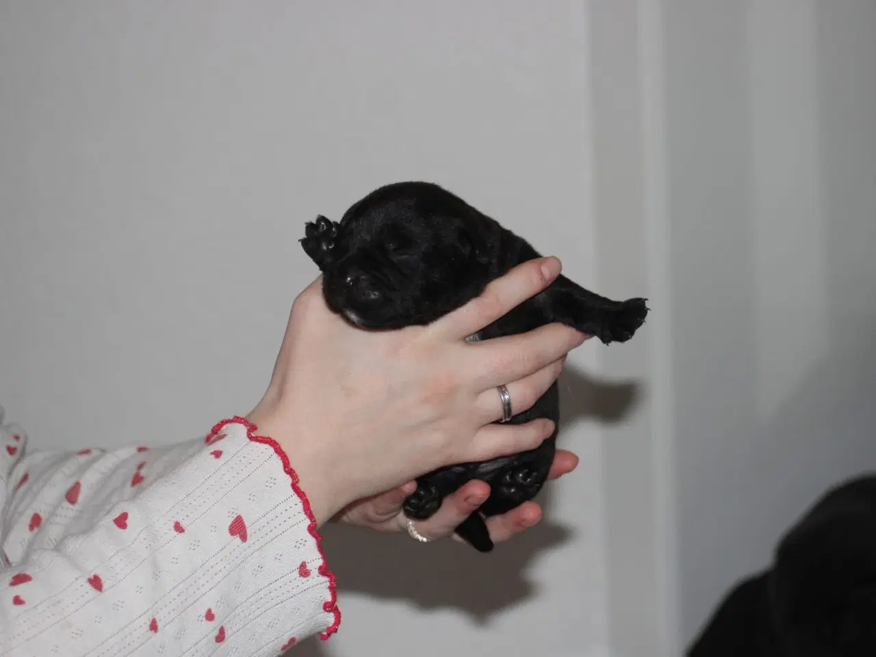 Billede 2 - Labrador/retriver/staffordshire bullterrier hvalpe