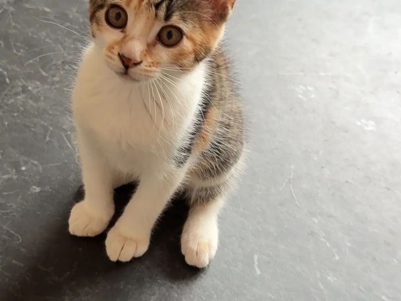 Billede 2 - Søde kattekillinger sælges♥️