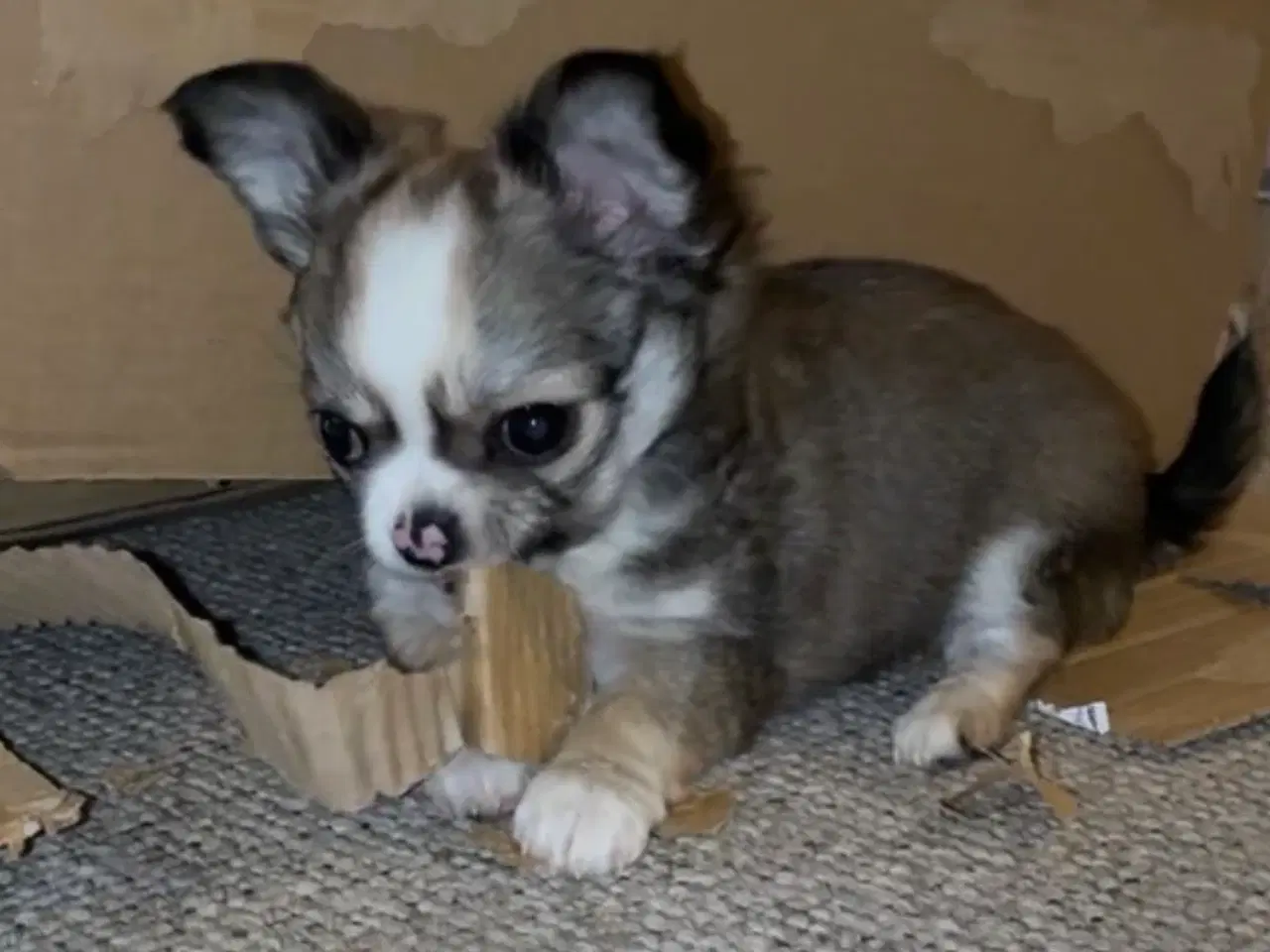 Billede 2 - DKK Chihuahua dreng