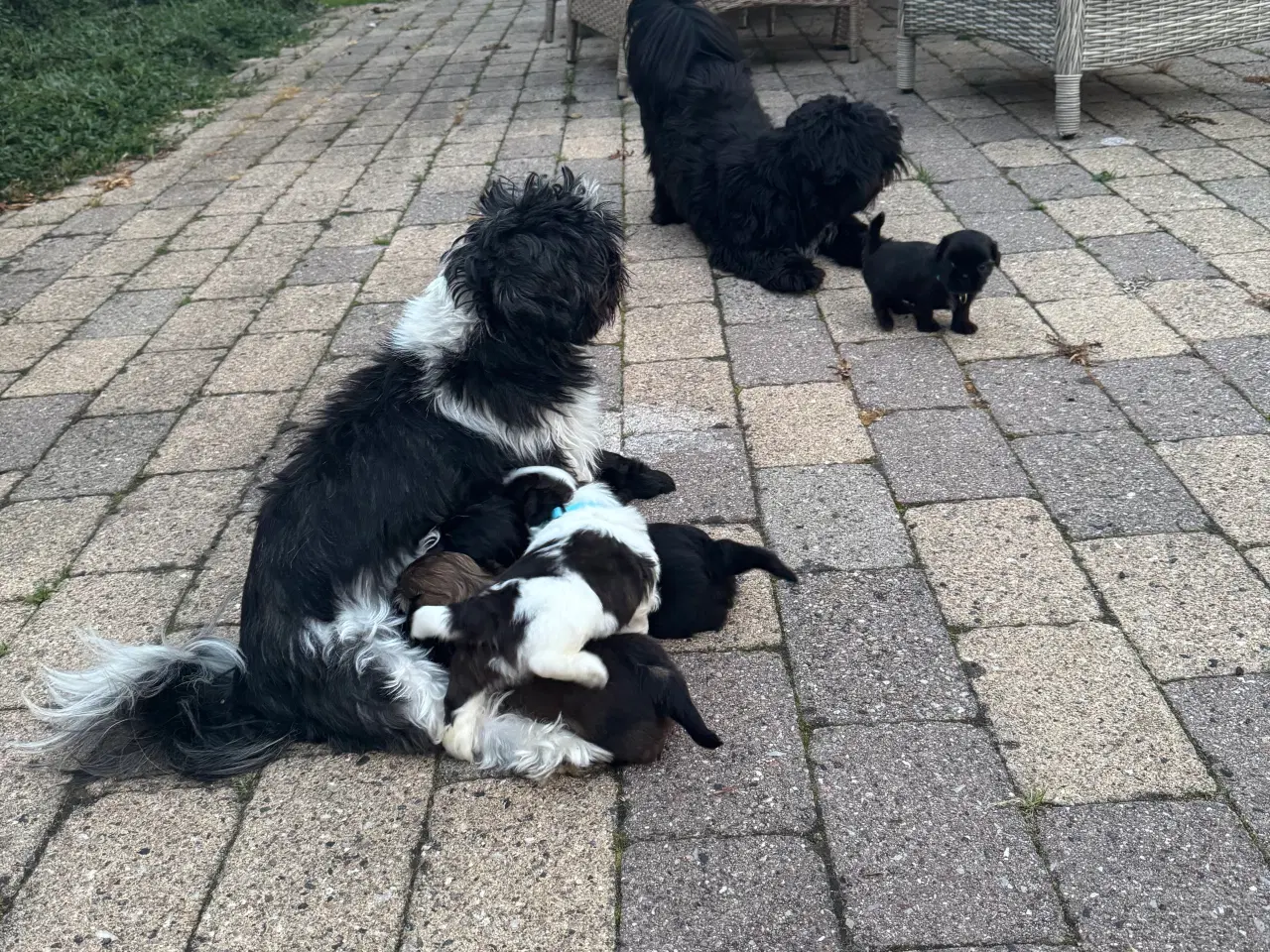 Billede 2 - Shih Tzu hvalpe 