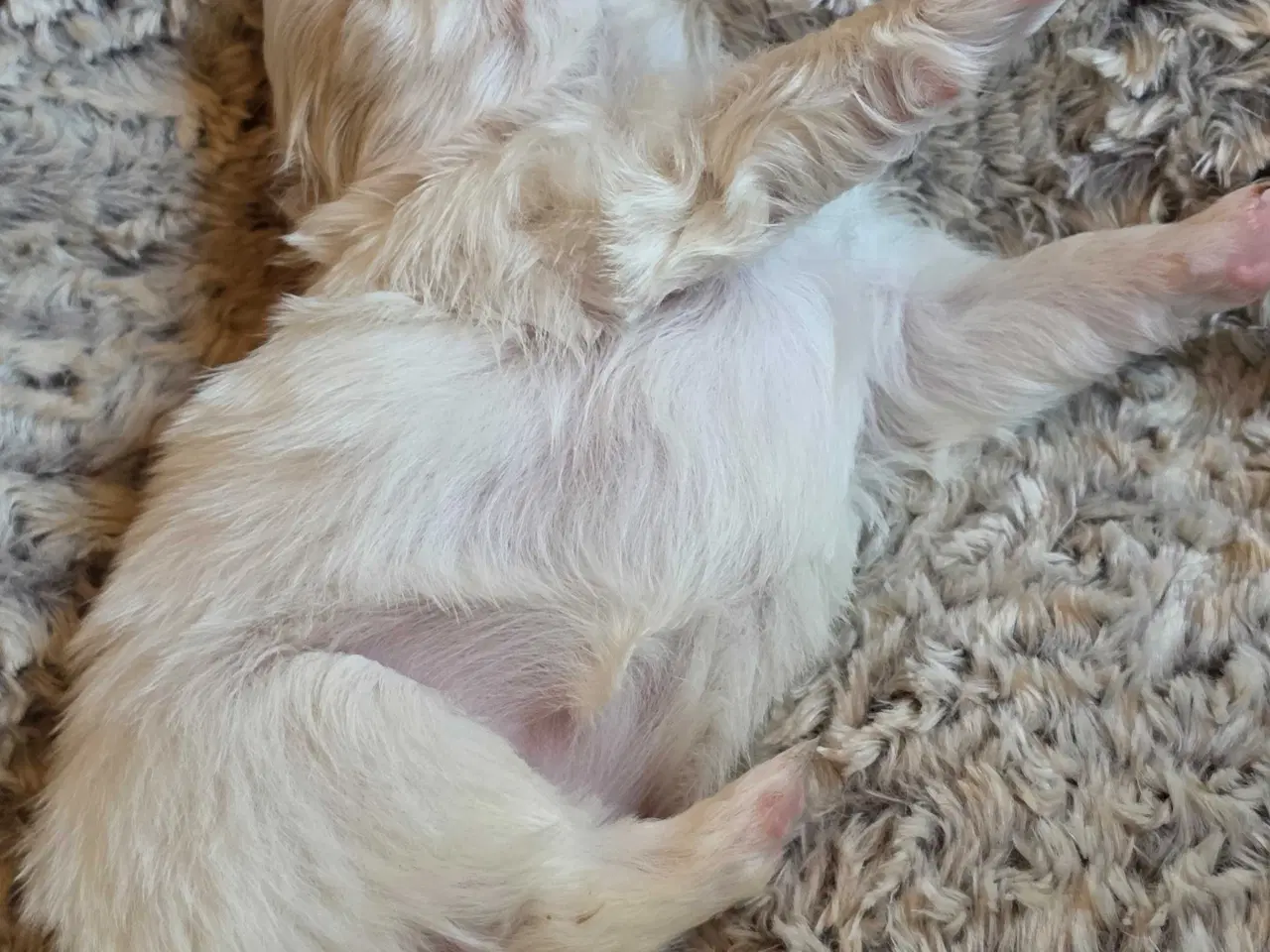 Billede 4 - Japanese chin hvalpe