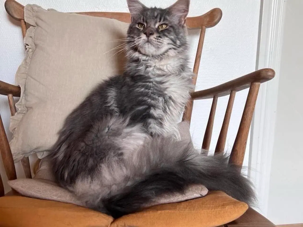 Billede 1 - Mainecoon 