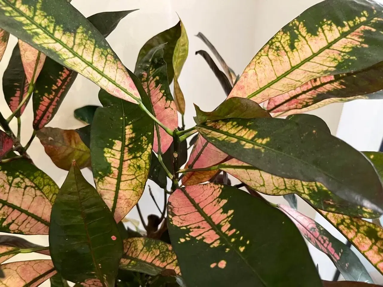 Billede 7 - 2 Planter