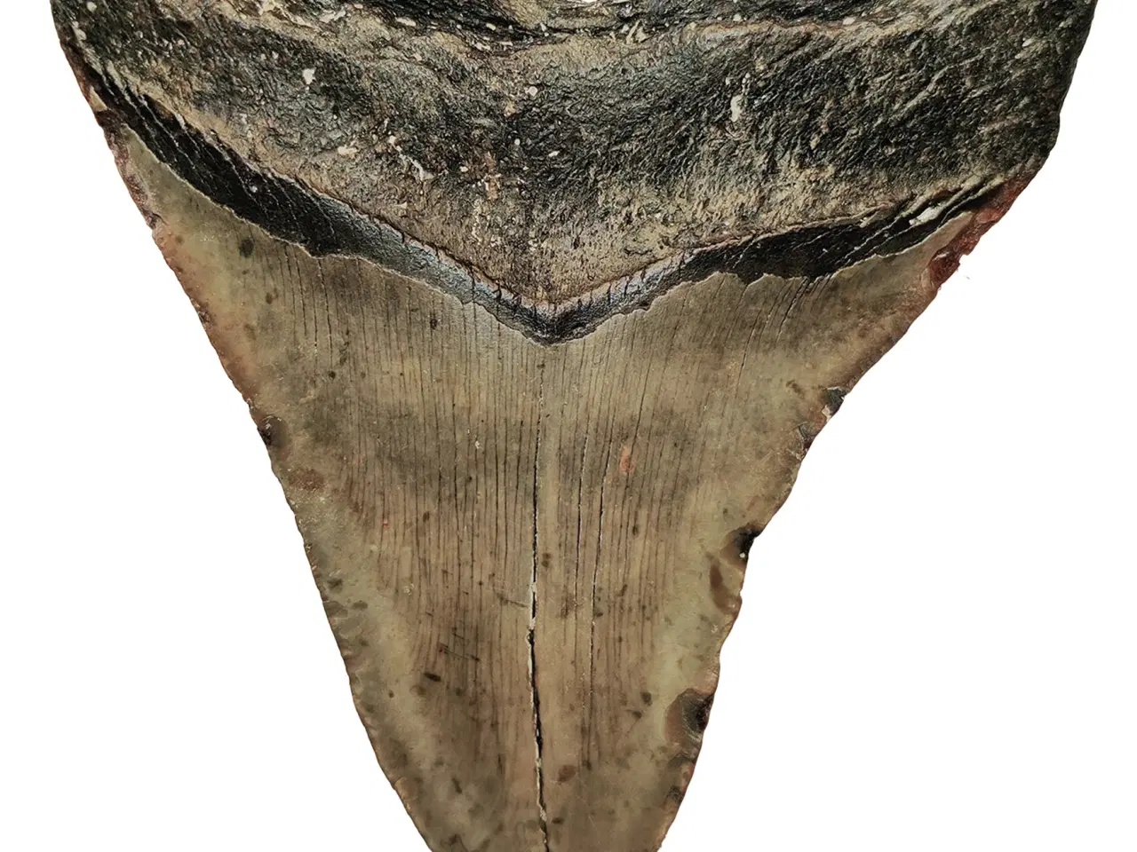 Billede 2 - Megalodon tand 12,9 cm
