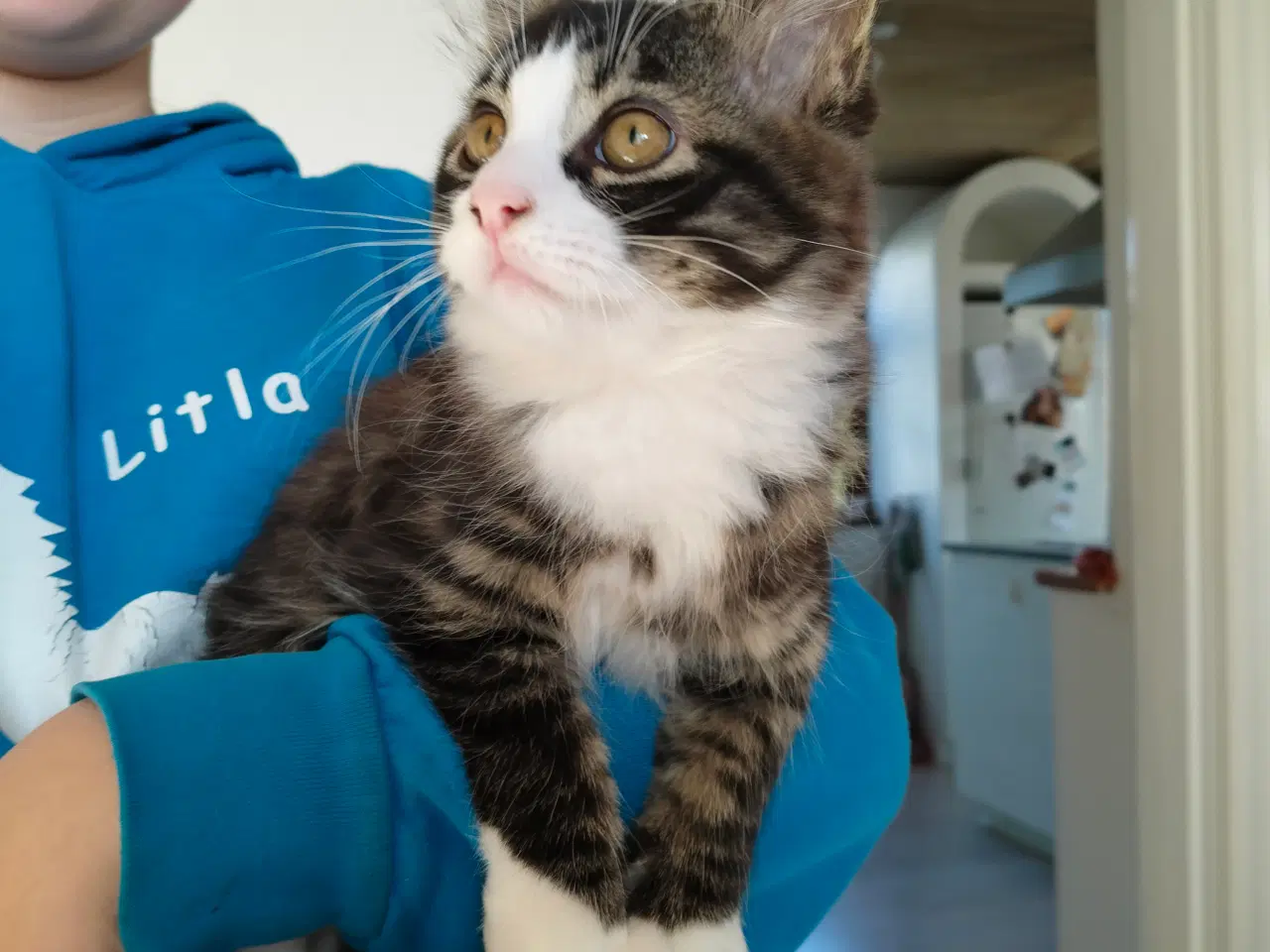 Billede 2 - Hankat søger nyt blivende hjem 