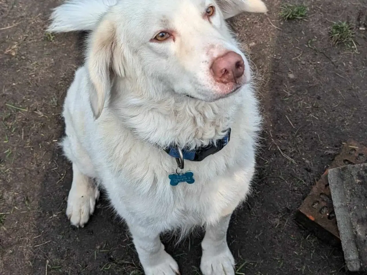 Billede 9 - Golden retriever mix 