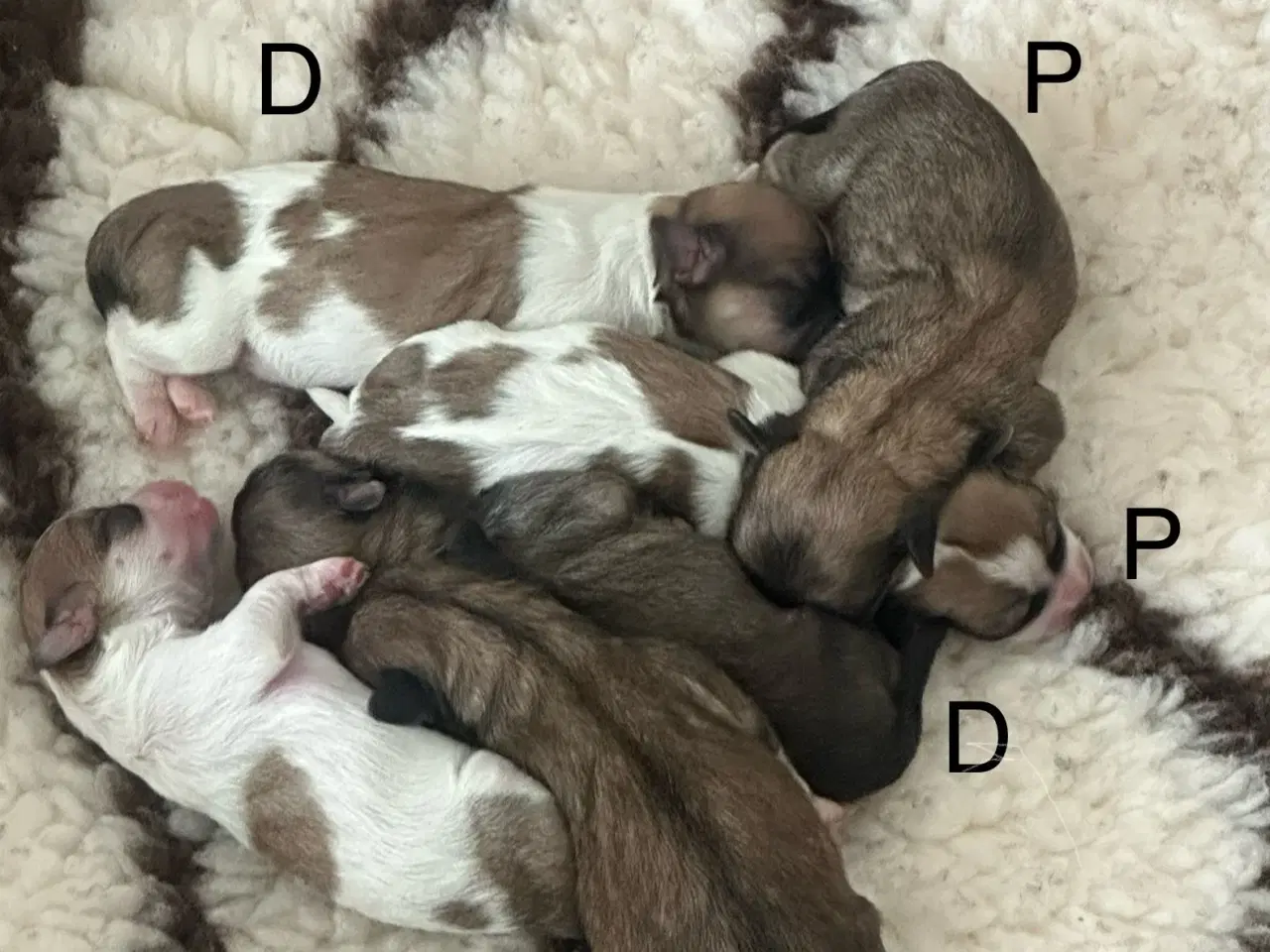 Billede 9 - Lhasa apso hvalpe