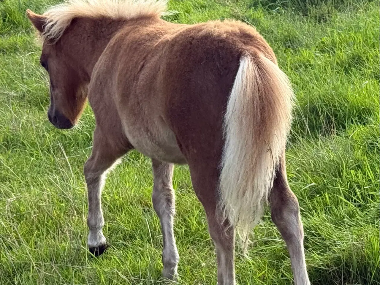 Billede 12 - Skøn mini pony 