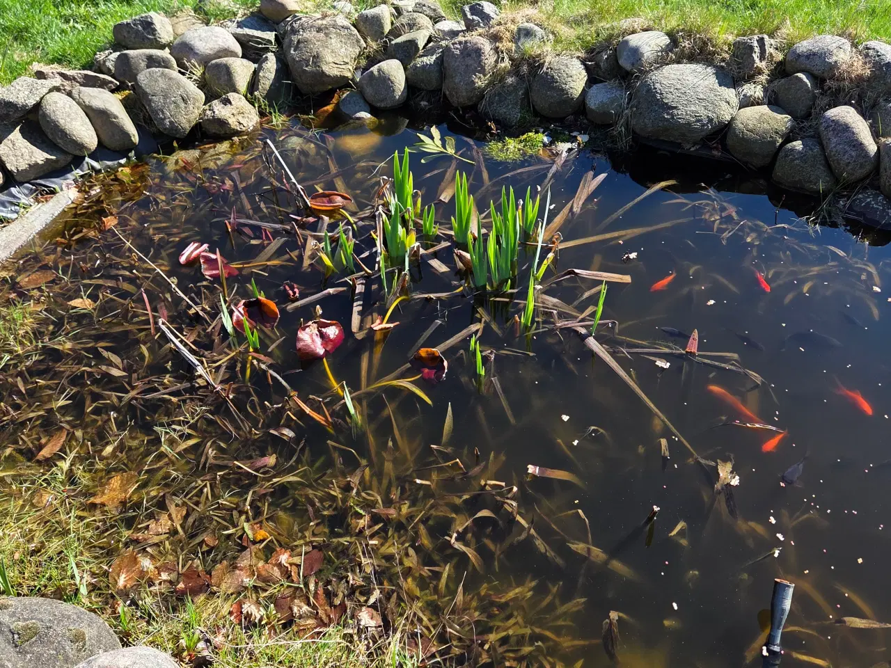 Billede 4 - Fiskedam