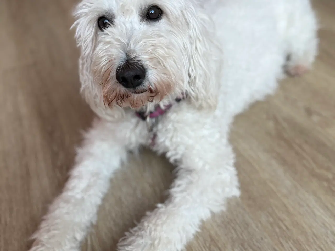 Billede 2 - Doodlehvalpe ventes i uge 19 🐾