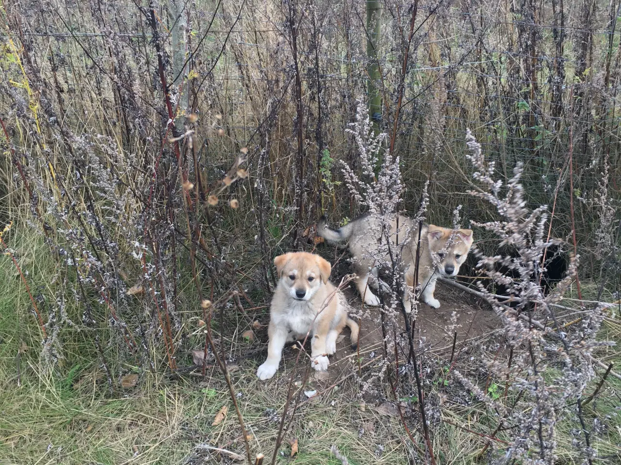 Billede 11 - Hvalpe af hvid schæfer og tjekkoslovakisk ulvehund