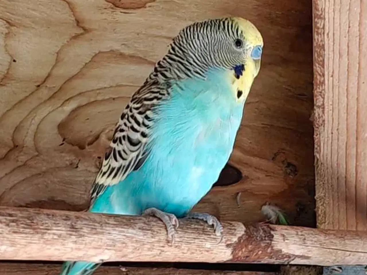 Billede 3 - Undulater