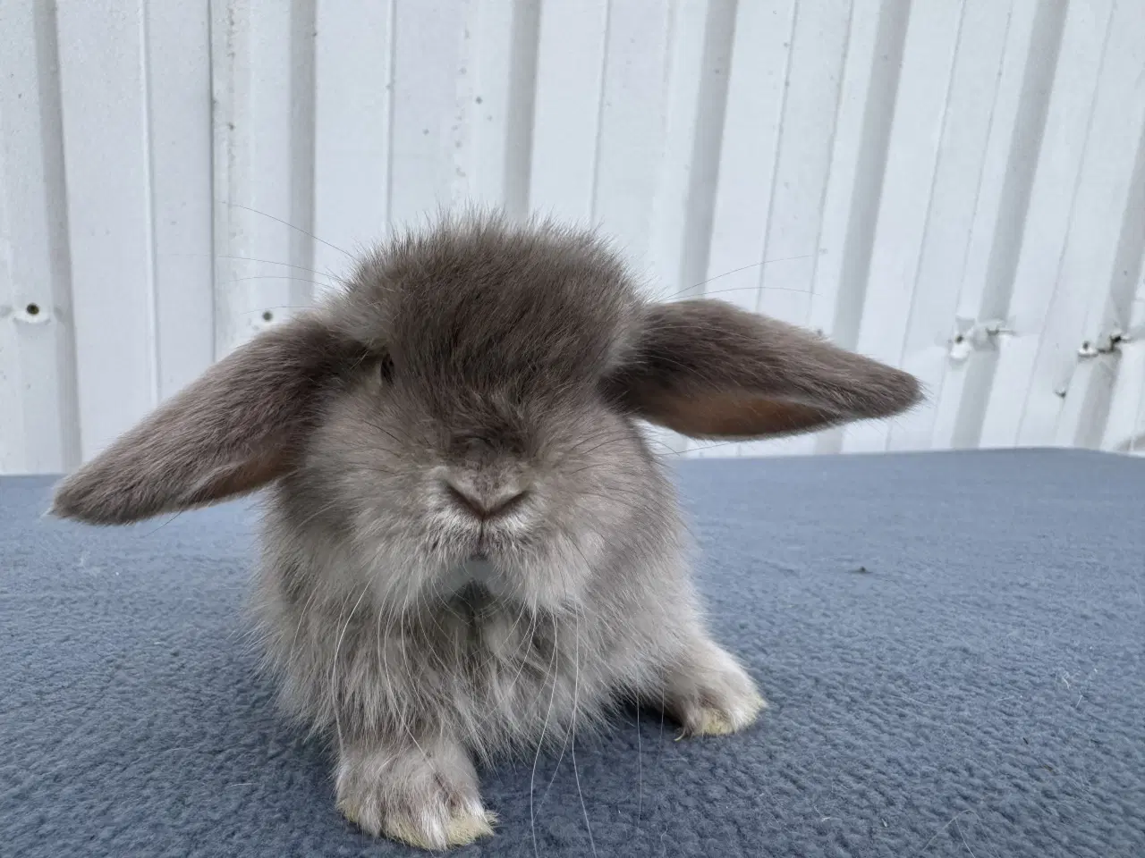 Billede 4 - Mini lop satin hunkanin