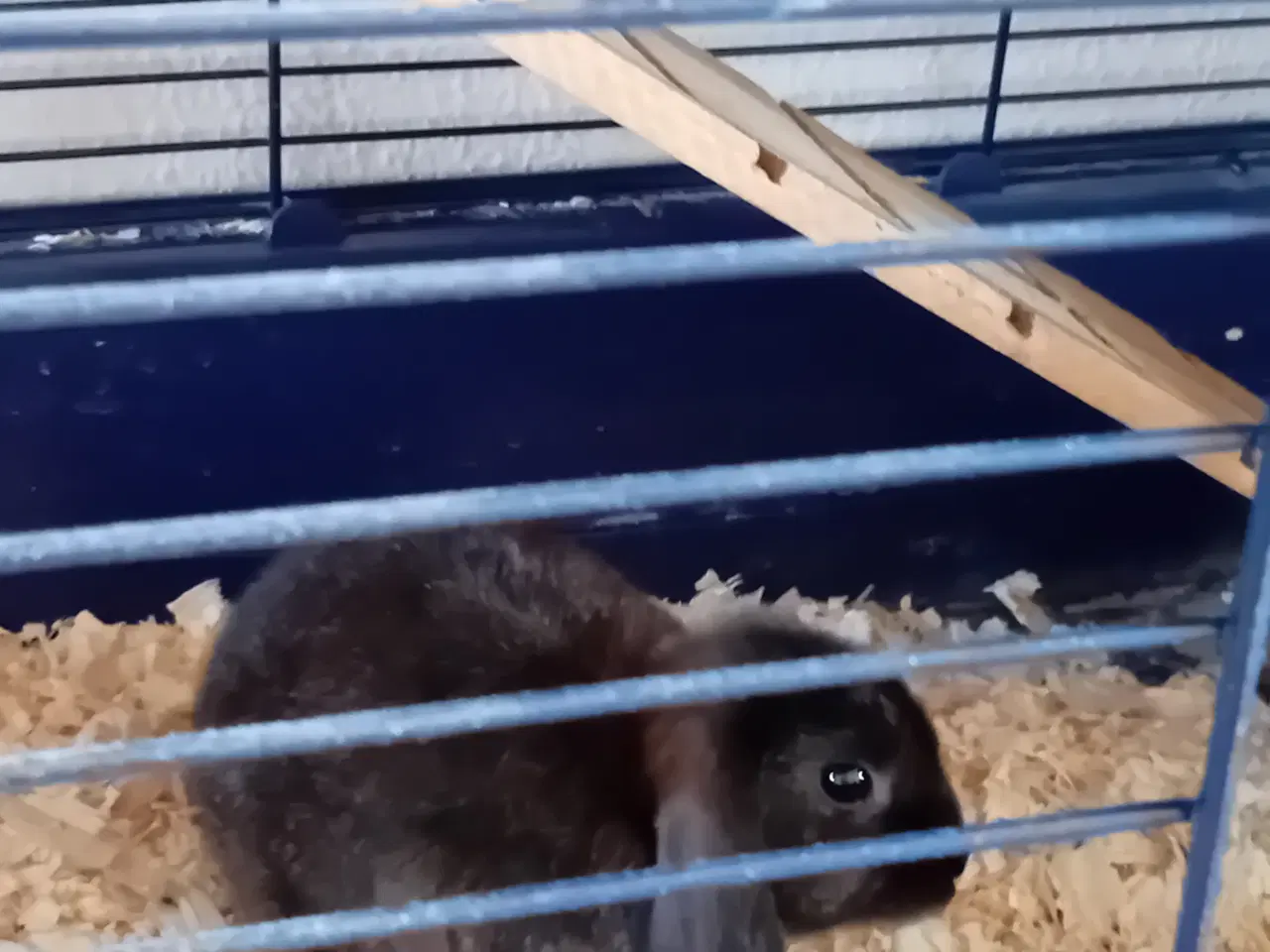 Billede 1 - Sød hun kanin 