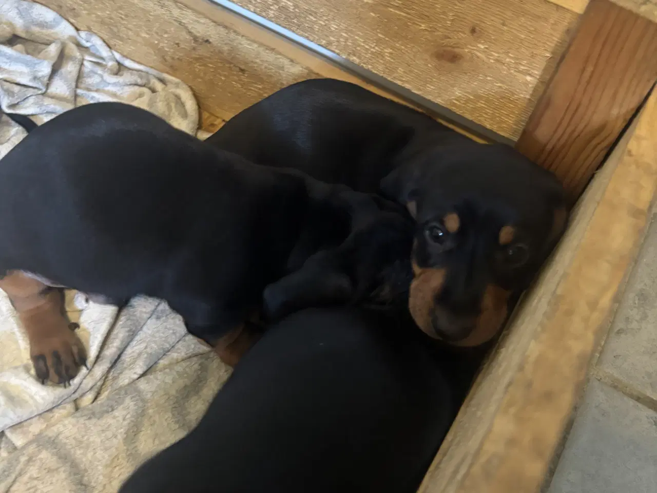 Billede 3 - Gravhund til salg