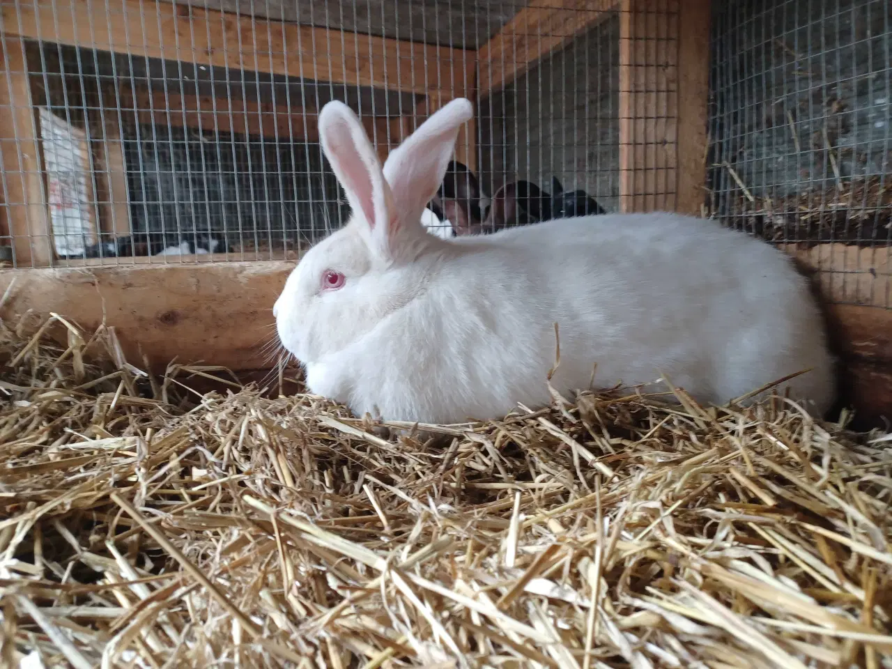 Billede 1 - Blandings hun stor race