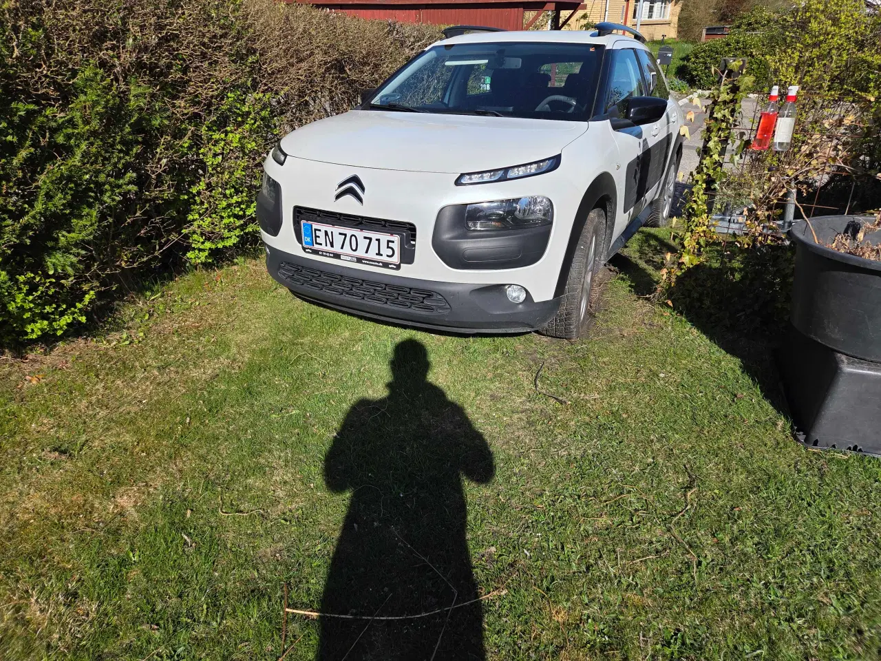 Billede 4 - Cactus billig