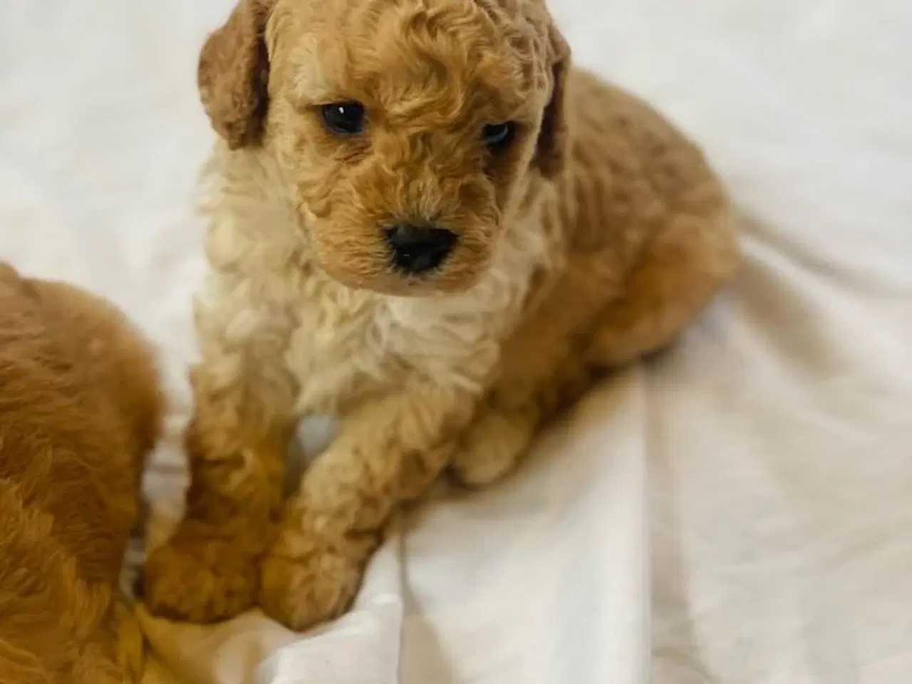 Billede 9 - Cavapoo hvalpe 