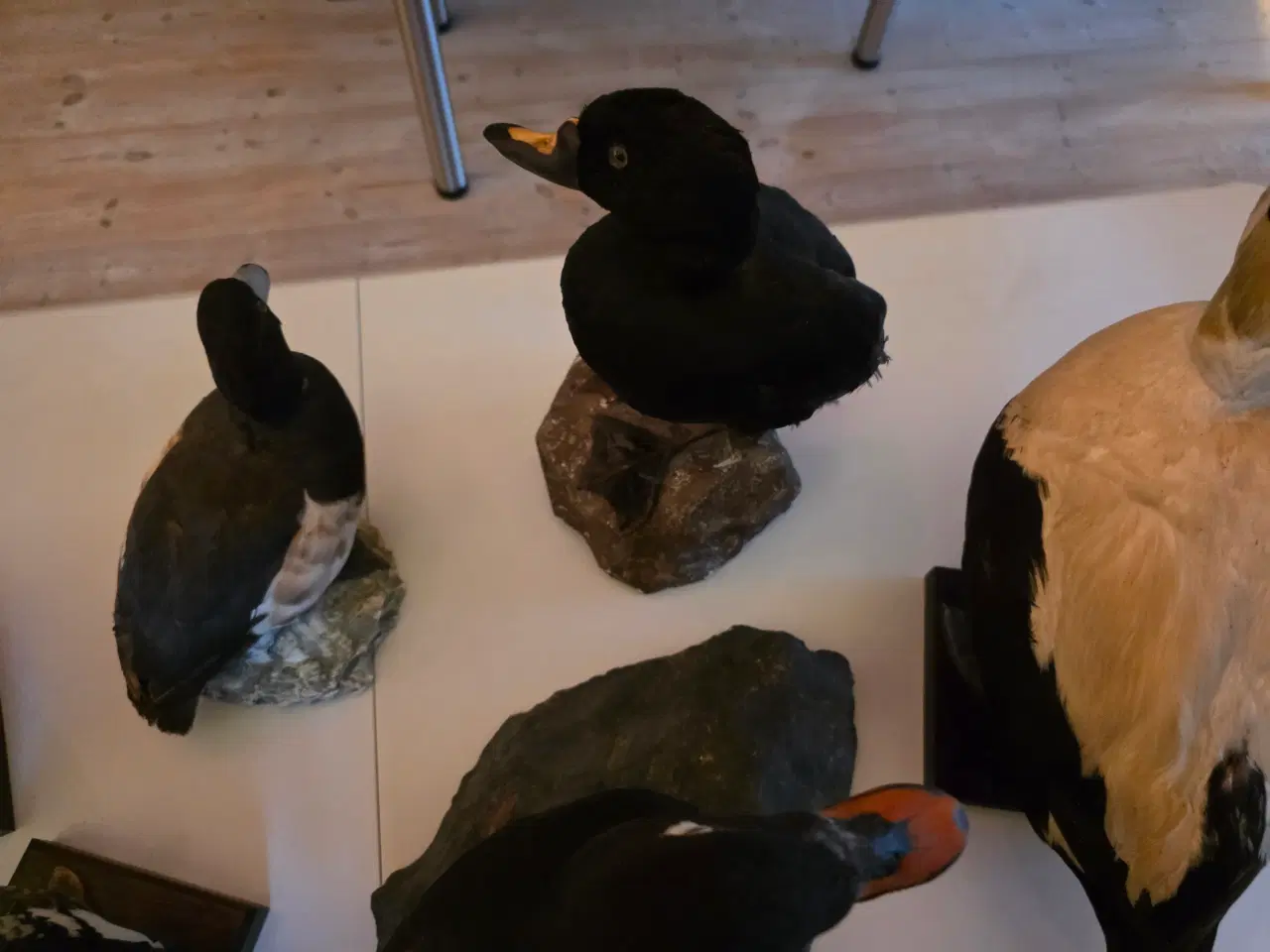 Billede 4 - Dykænder sælges enten samlet eller hver for sig