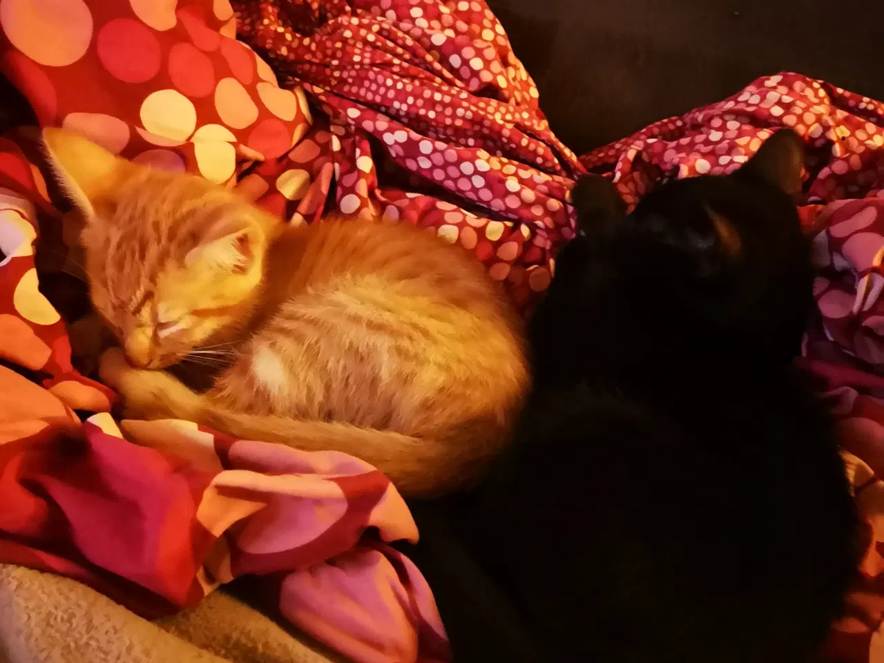 Billede 1 - Vi er klar d. 24-11-25