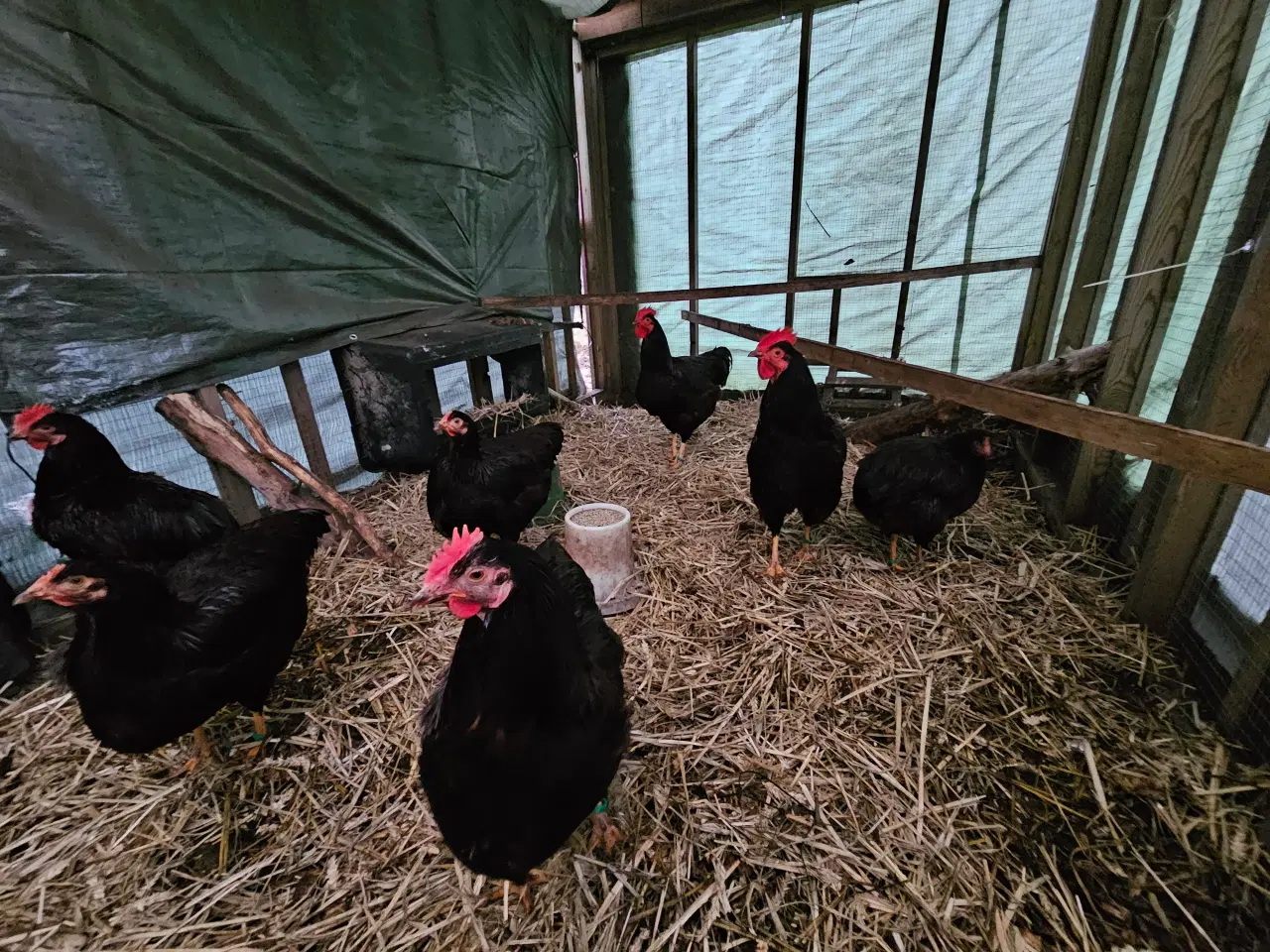 Billede 1 - Rugeæg af RIR- Rhode Island Red 