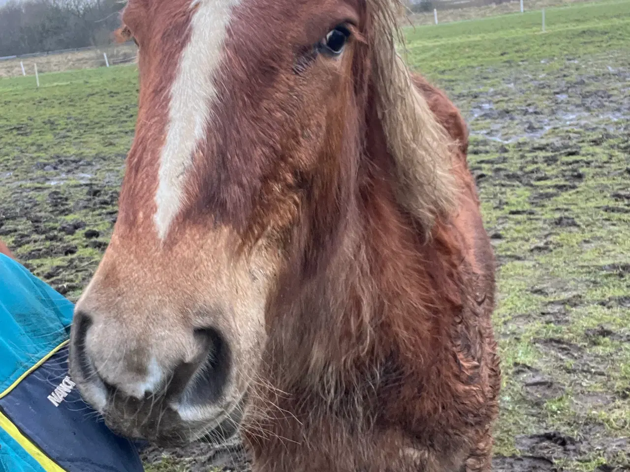 Billede 1 - Jydsk hest hoppe plag