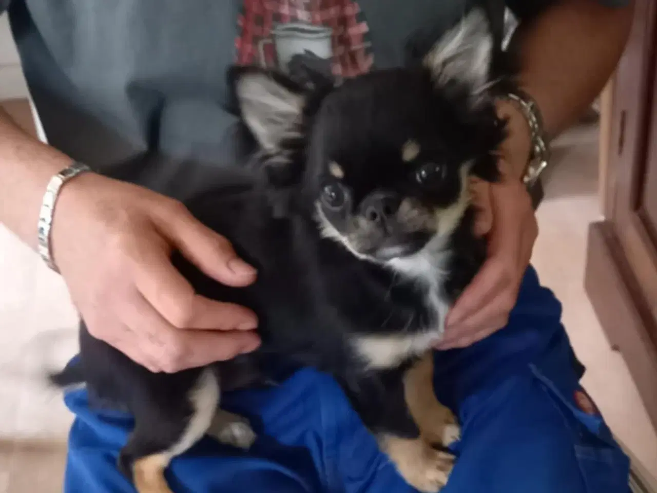 Billede 4 - Chihuahua dreng 