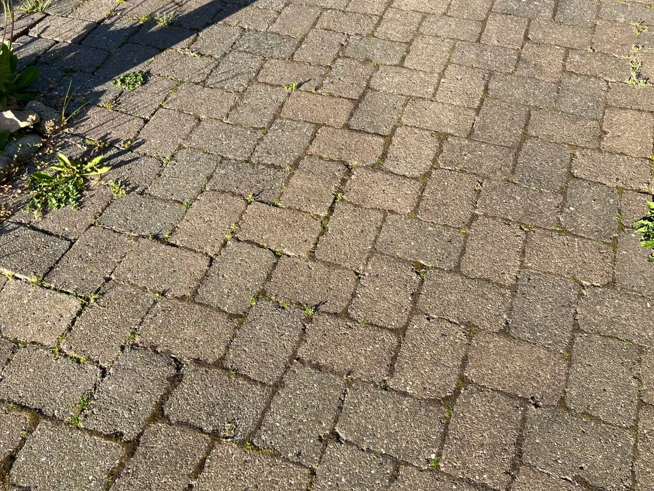 Billede 1 - Herregårdssren gives bort