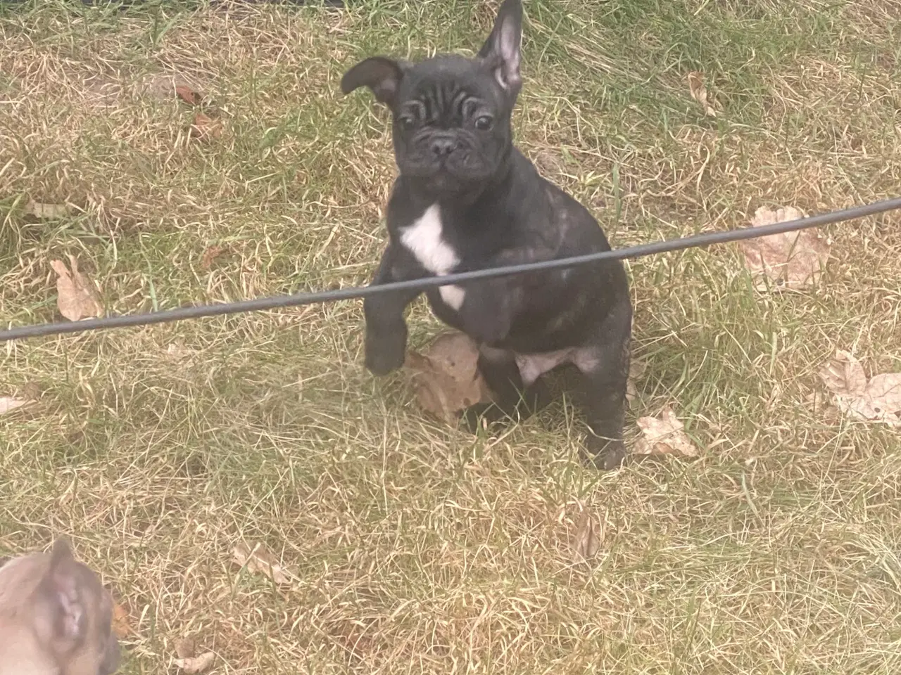 Billede 17 - Fransk bulldog hvalp