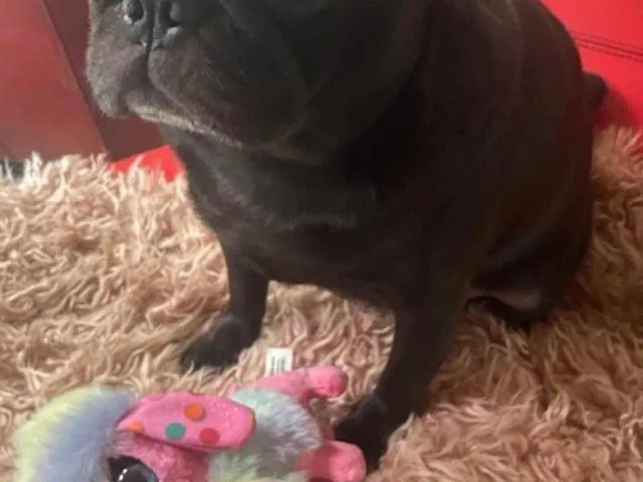 Billede 3 - Sødeste lola søger nyt hjem