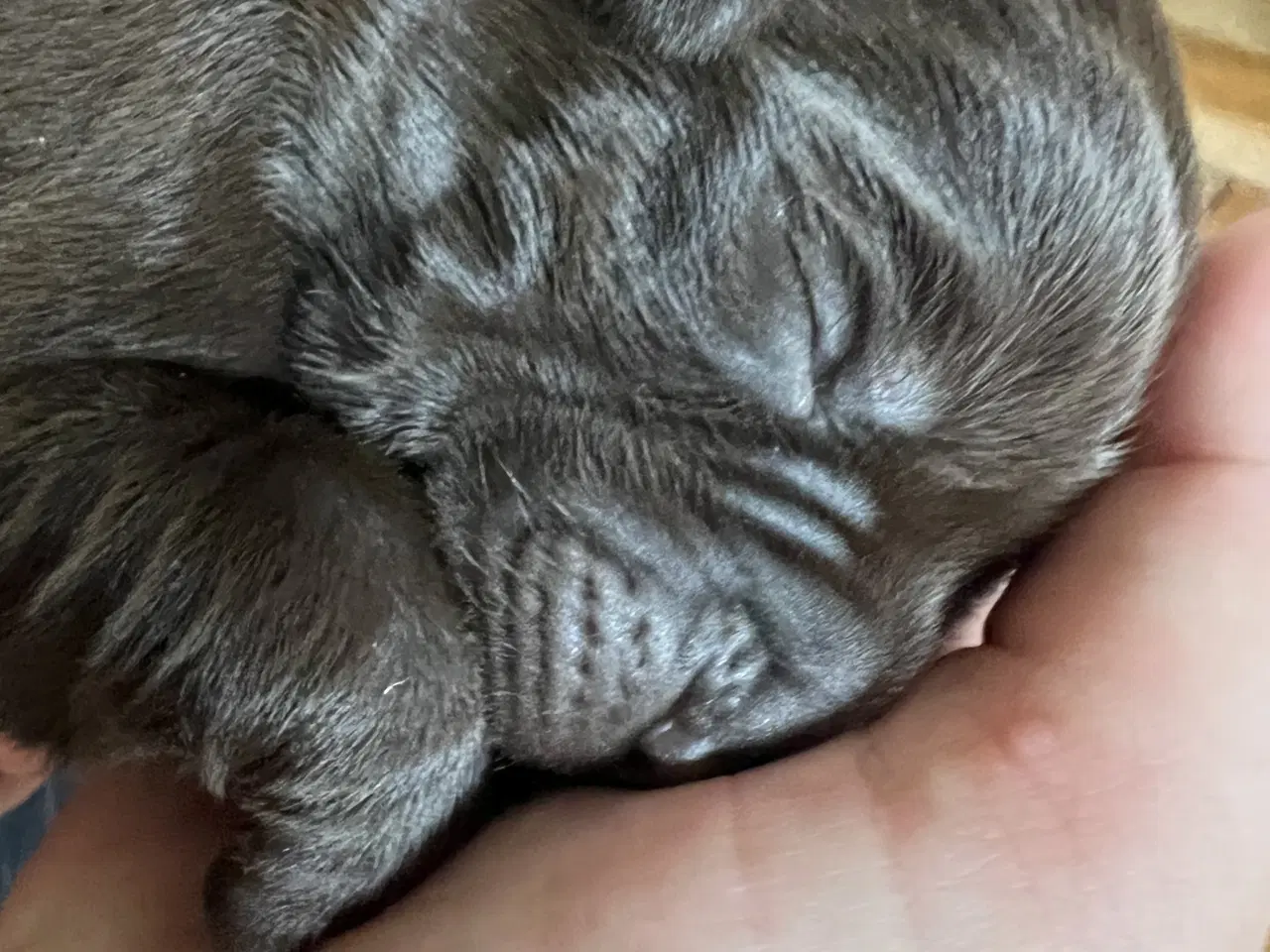 Billede 5 - Brune labrador hvalpe