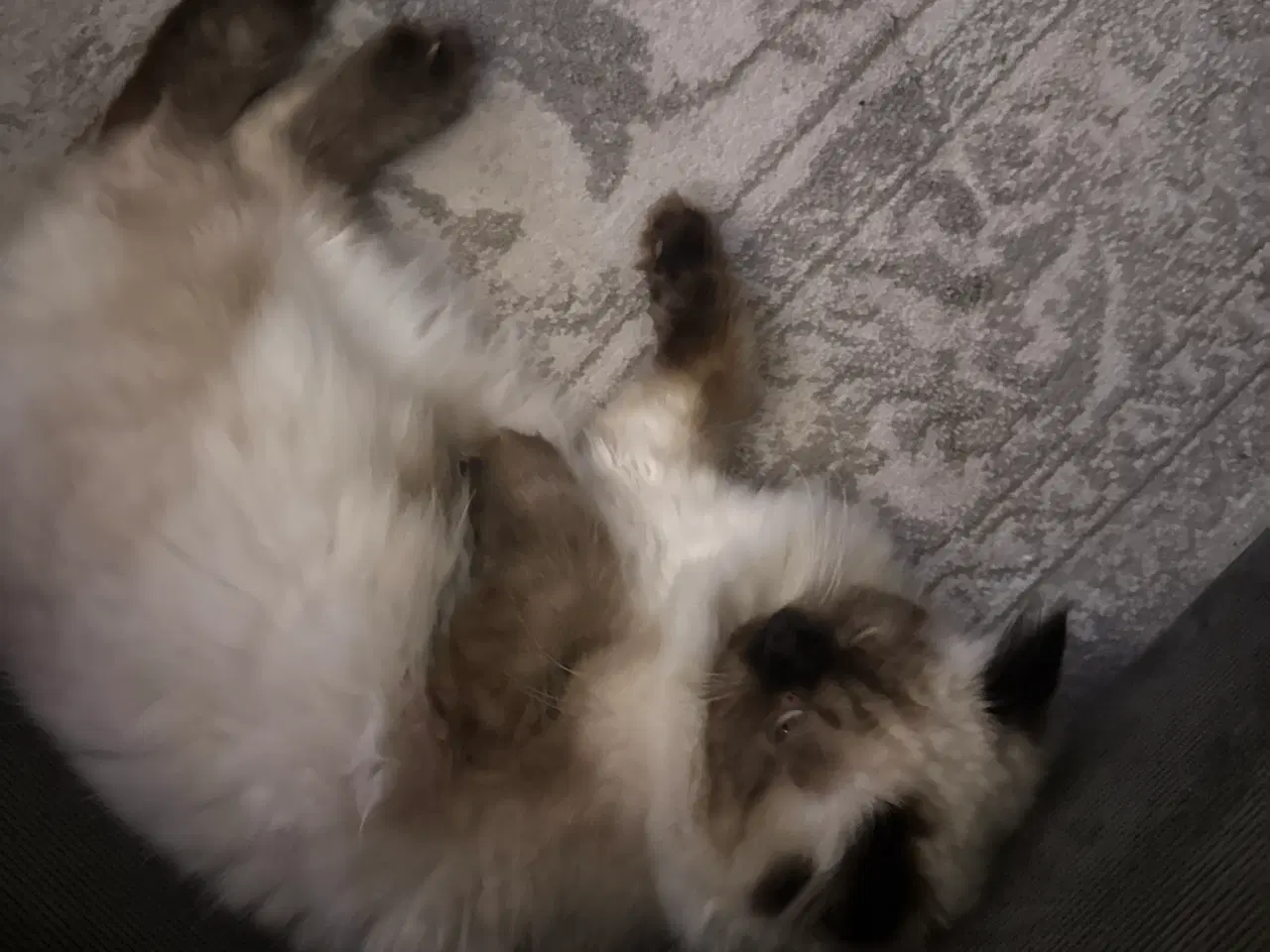 Billede 2 - Ragdoll Killing 