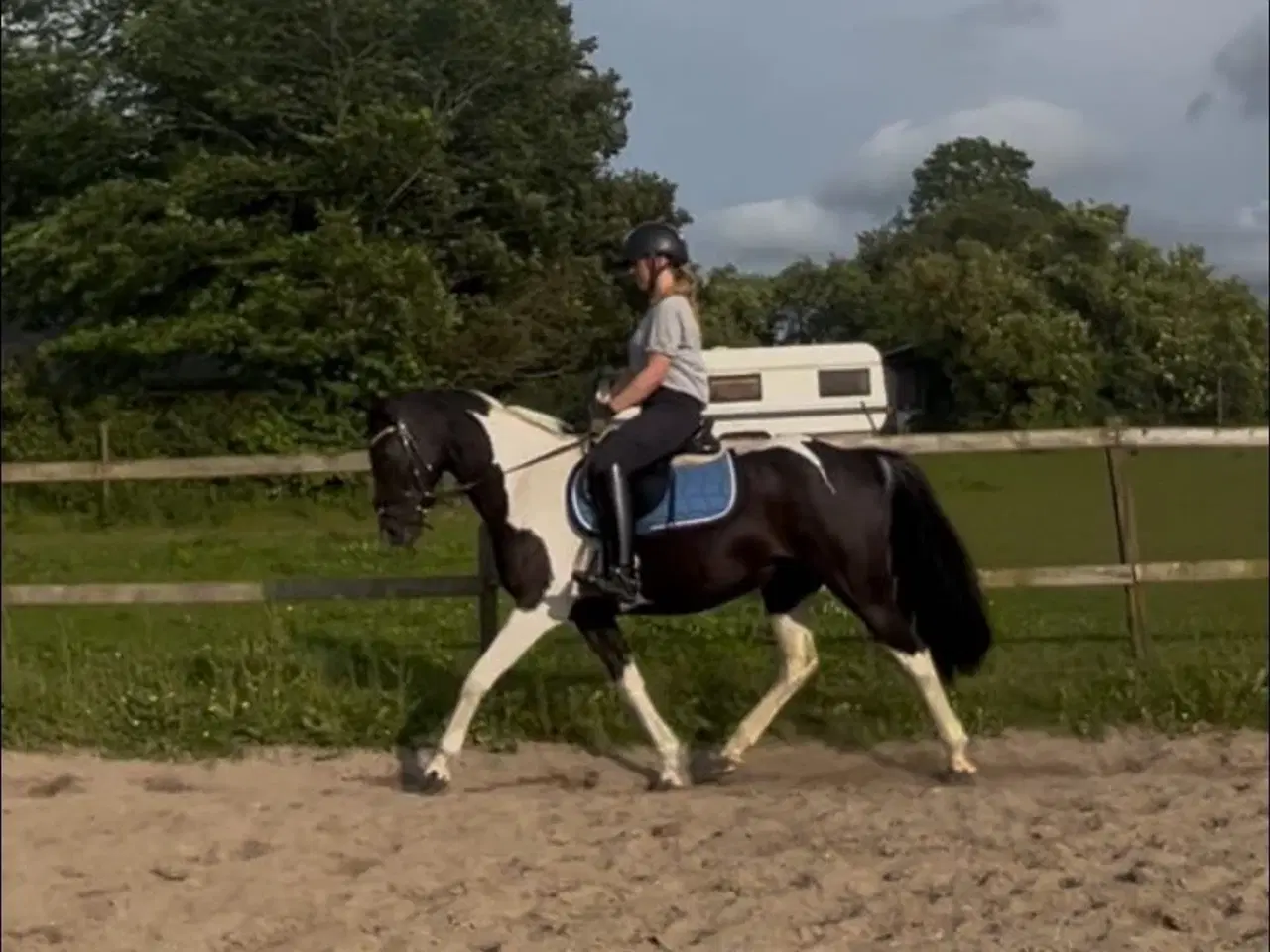 Billede 2 - Dejlig allround pony