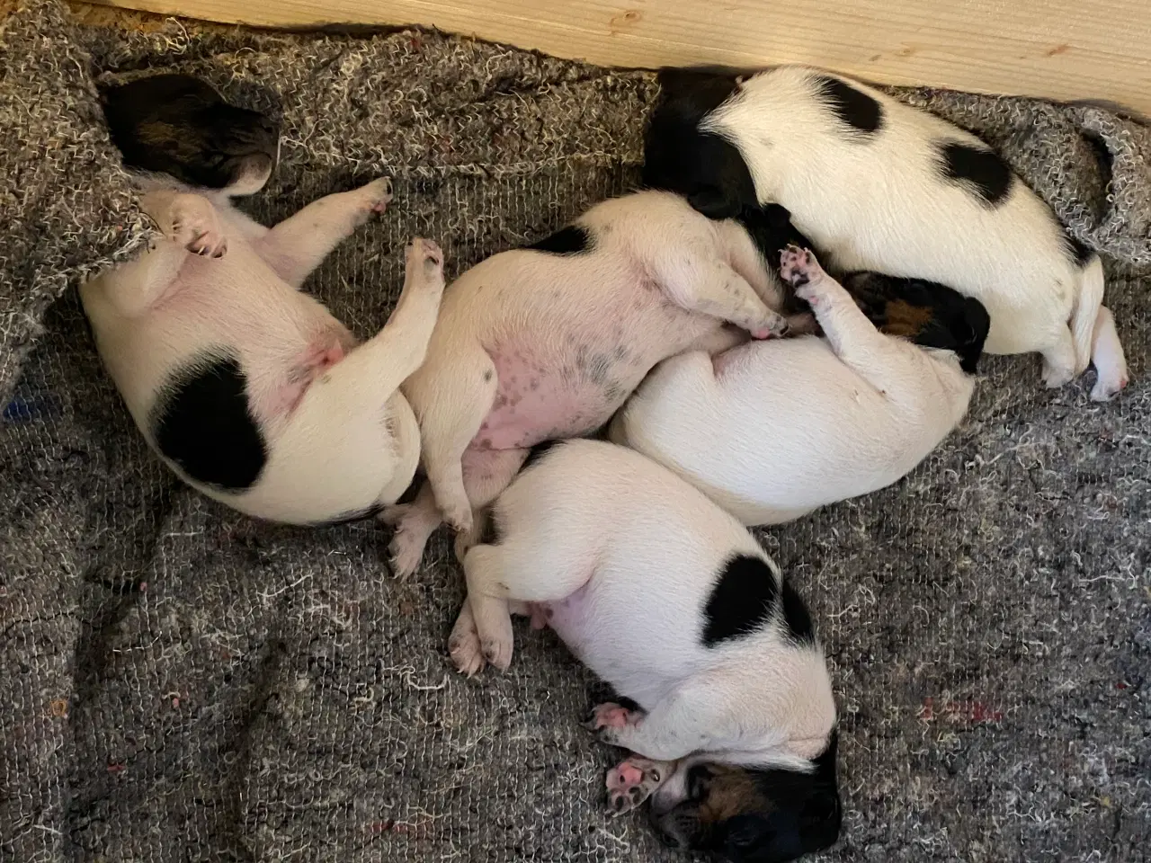 Billede 2 - Dansksvensk gårdhunde hvalpe