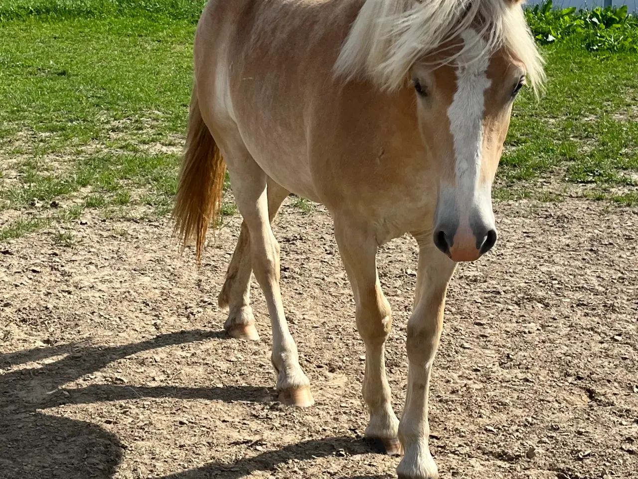 Billede 5 - 1 års haflinger hoppe efter 1 klasse forældre