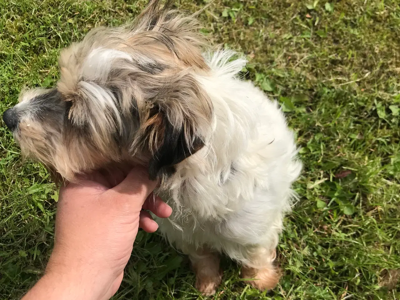 Billede 7 - Jack russel hvalpe 