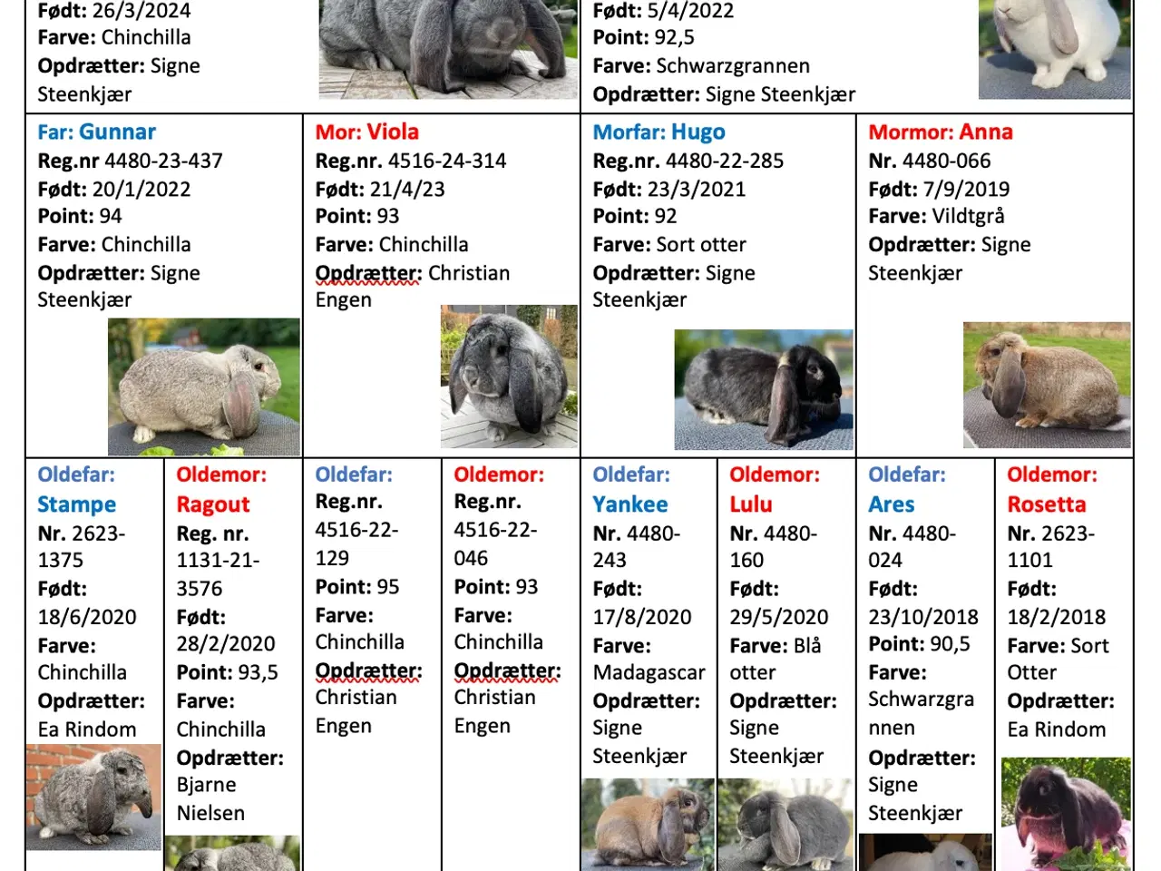 Billede 2 - FRANSK VÆDDER HAN CHINCHILLA