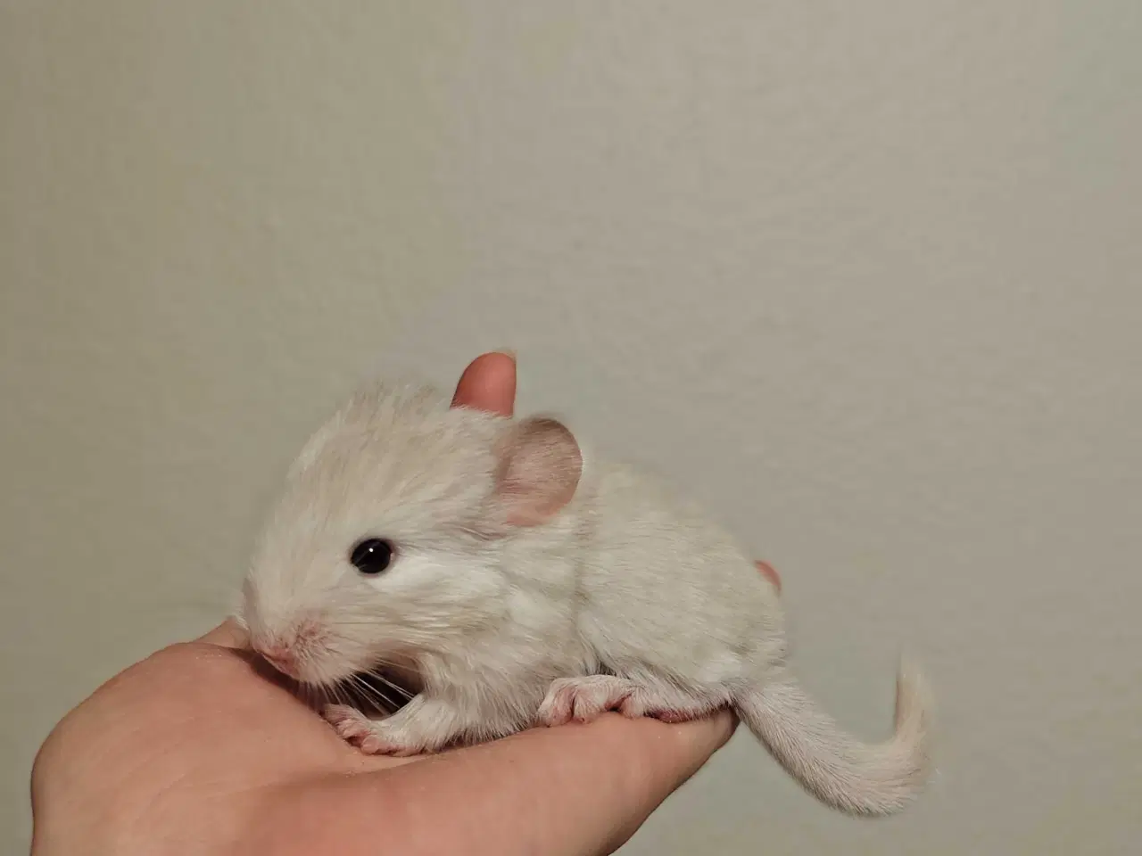 Billede 5 - Chinchilla Hun God Mor (Brown Velvet ) 