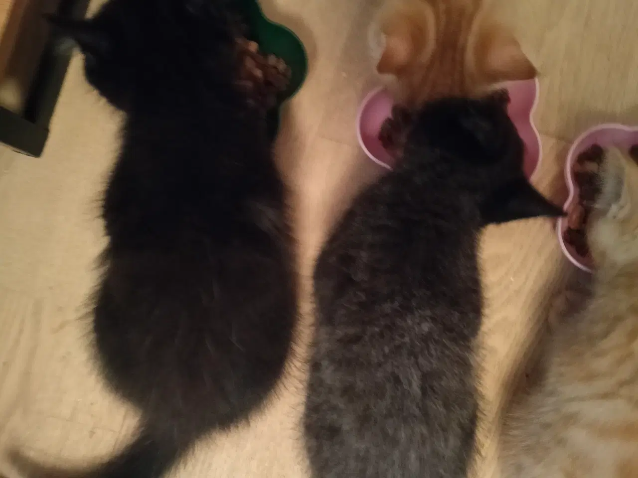 Billede 5 - Ragdoll/ marinecoon blanding 