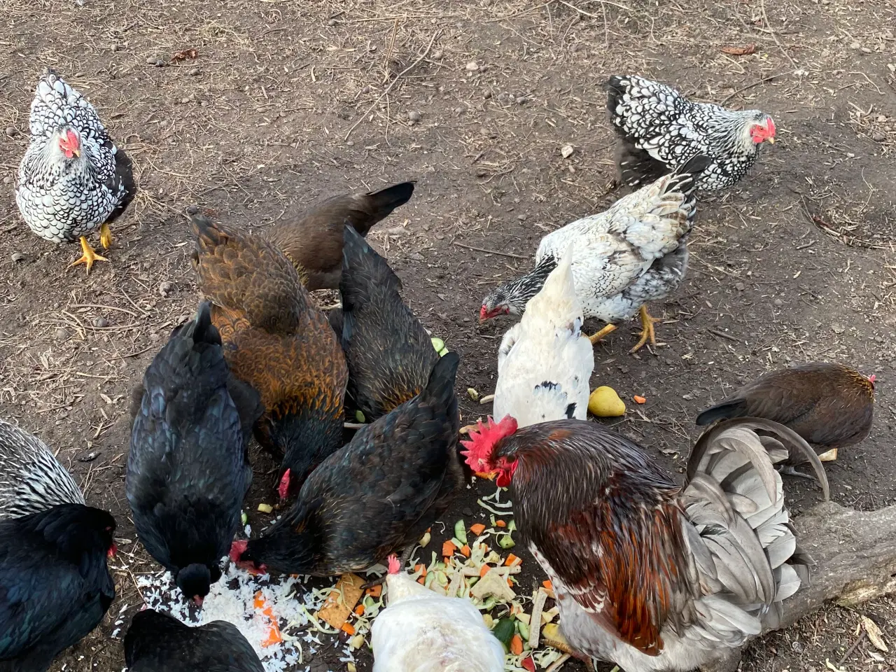 Billede 3 - Rugeæg af blandet store racer