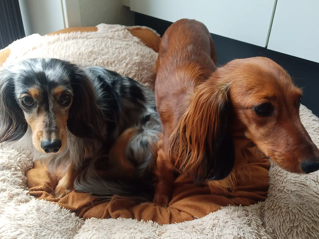 Billede 5 - Langhårede dværggravhunde hvalpe