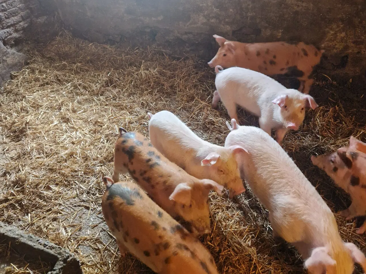 Billede 1 - DL 70 kryds med duroc.