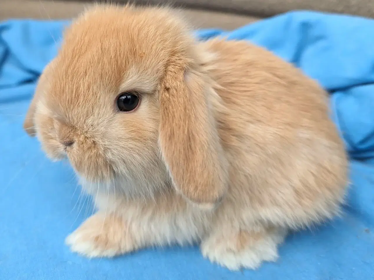 Billede 3 - Minilop kaninunge sælges 