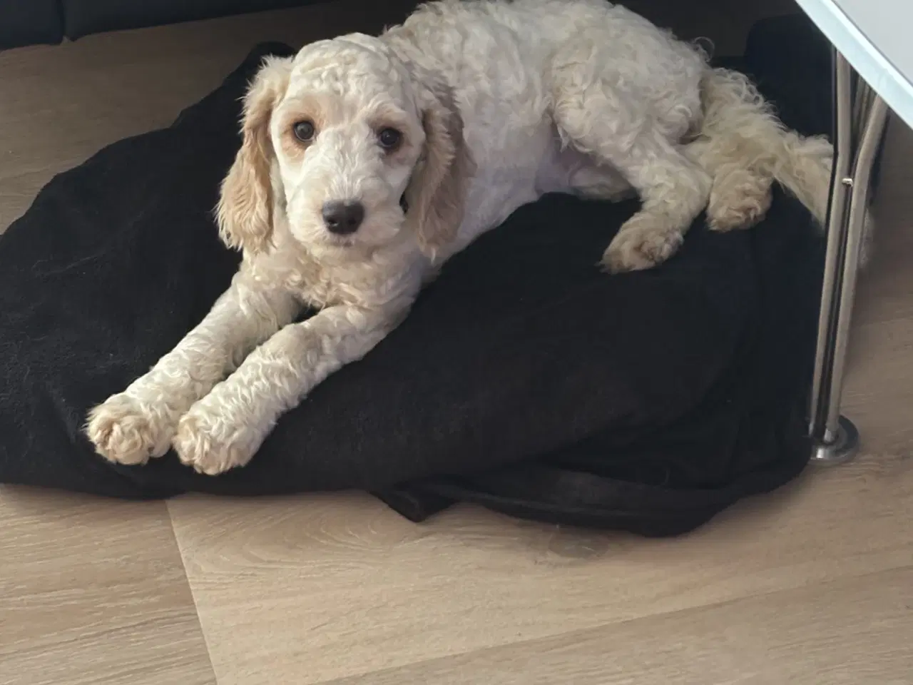 Billede 1 - Cockapoo  hvalp 