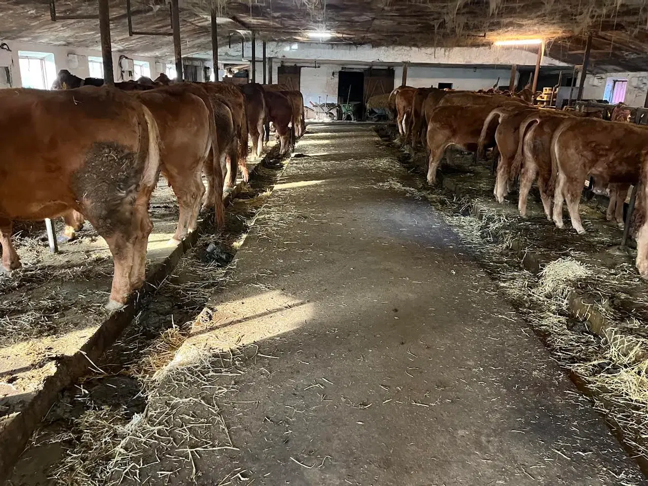 Billede 1 - Limousine. køer og kvier 