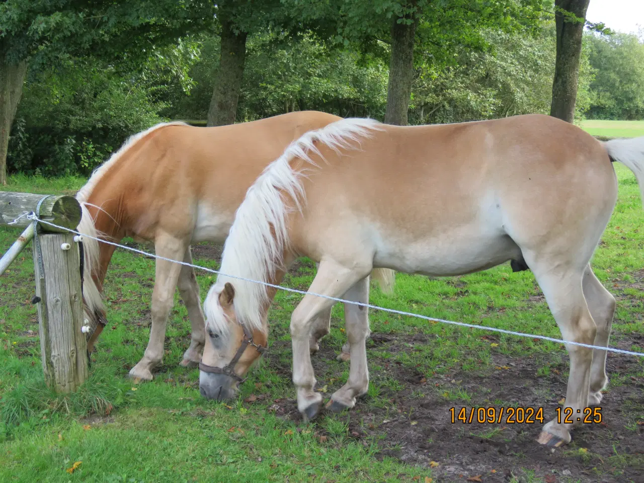 Billede 3 - Hest - 2½ års haflinger sælges