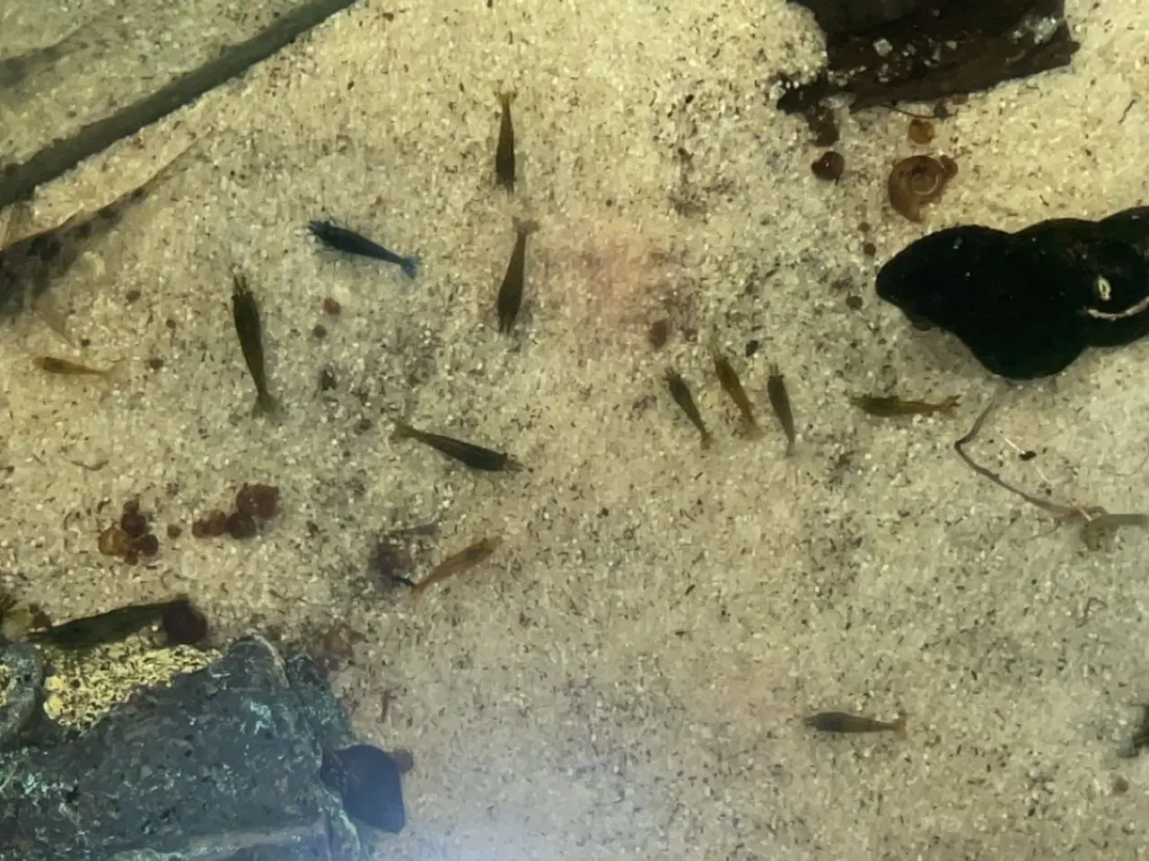 Billede 1 - Rejer Til Akvarie.