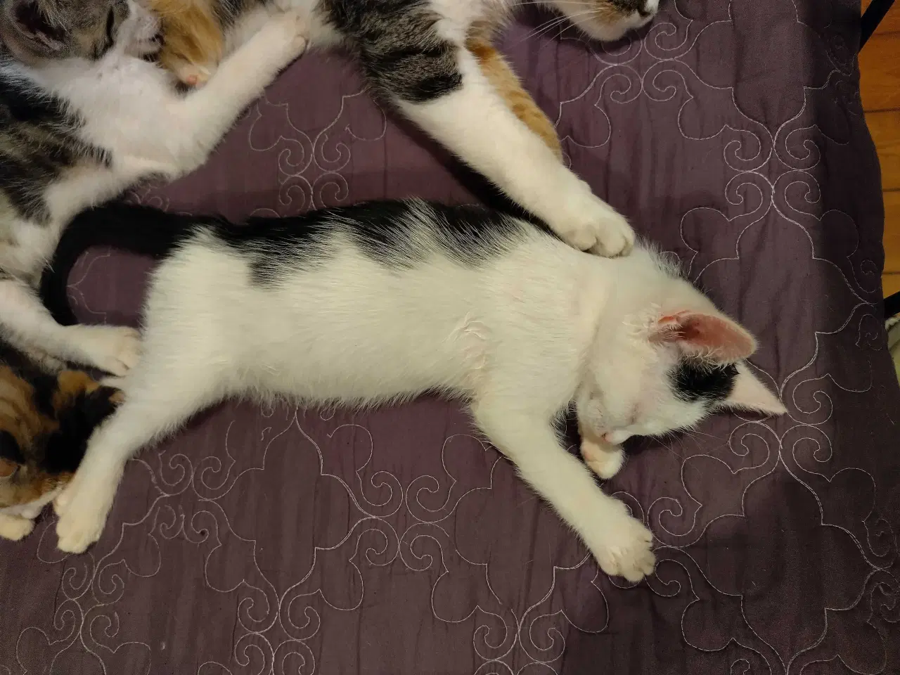 Billede 8 - Kærlige, søde, renlige og legesyge killinger